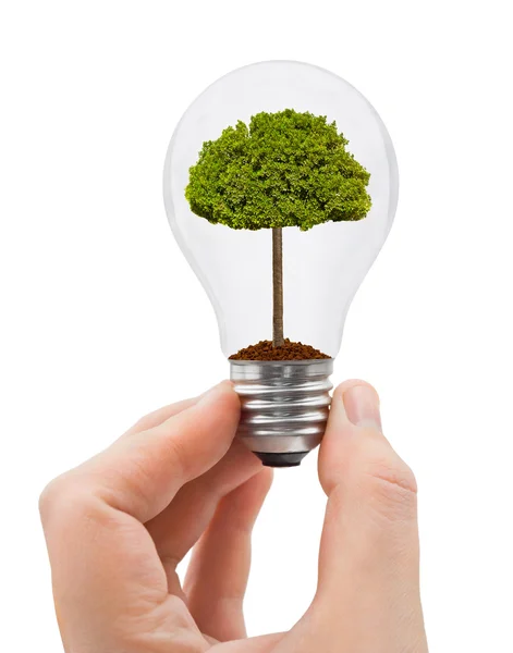 Hand with bulb and tree — Stock Photo, Image