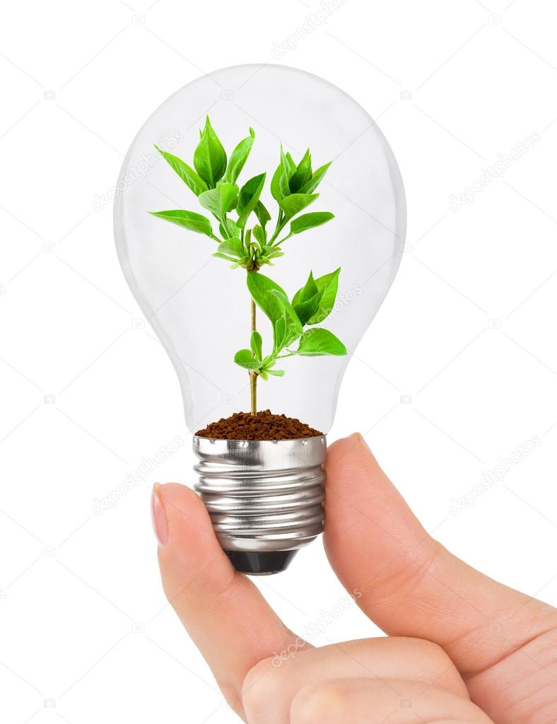 Hand with lamp and plant