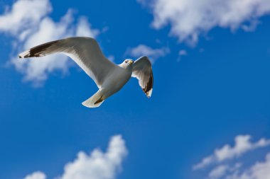Norveç Fiyordu içinde martı kuşu