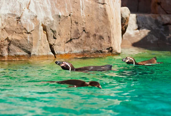 Penguins — Stock Photo, Image