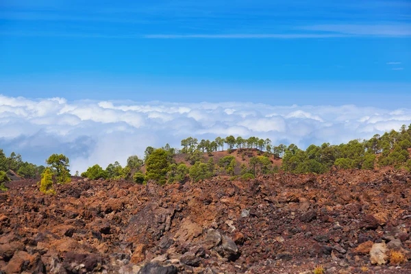 Bäume über Wolken am Vulkan Teide auf der Insel Teneriffa - Kanarienvogel — Stockfoto