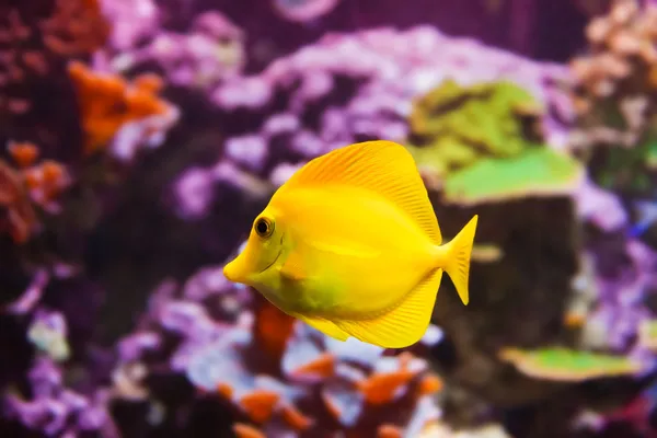 Fishes and corals reef — Stock Photo, Image