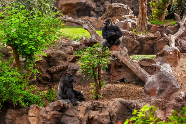 Macaco gorila no parque em Tenerife Canary — Fotografia de Stock