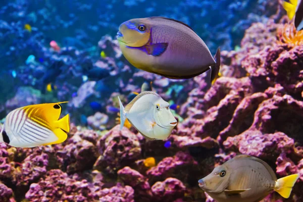 Fishes and corals reef — Stock Photo, Image