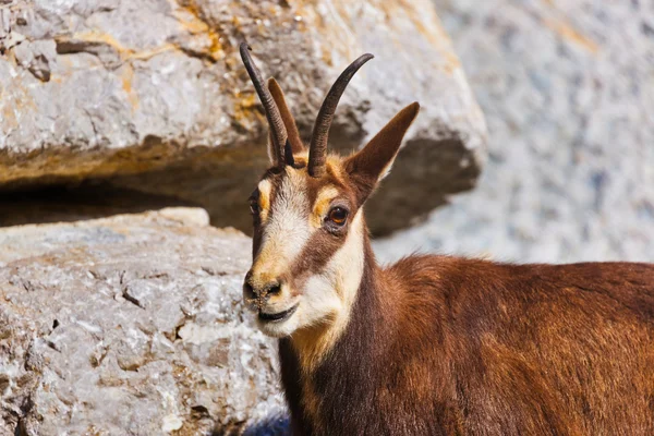 Mountain goat — Stockfoto