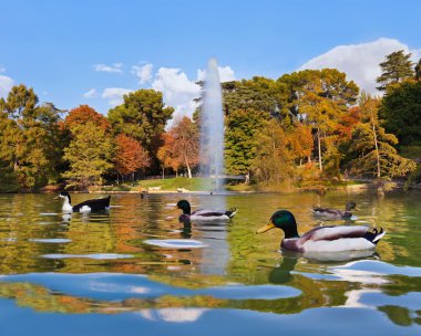 ördek gölet crystal palace - madrid yakınlarında