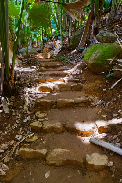 Pathway in jungle - Vallee de Mai - Seychelles — Stock Photo, Image