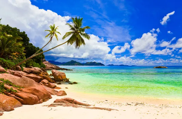 棕榈树热带海滩上 — 图库照片
