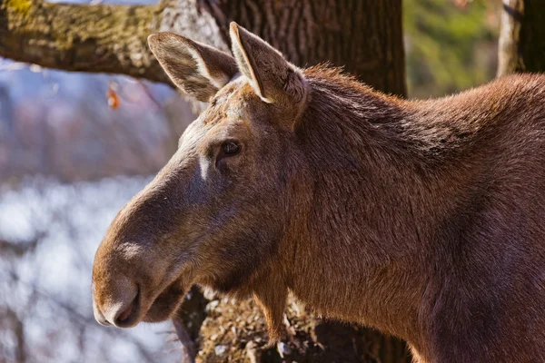 Älg i park — Stockfoto