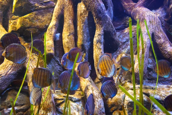 Fiskar och koraller reef i akvarium — Stockfoto