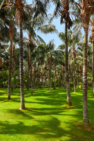 Palms at Tenerife - Canary islands — Stock Photo, Image