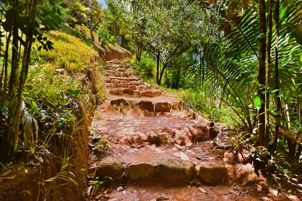 Sentier dans la jungle - Vallée de Mai - Seychelles — Photo