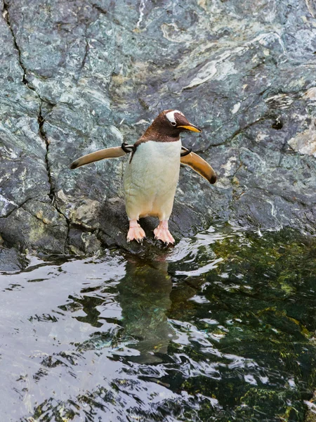 Pinguim — Fotografia de Stock