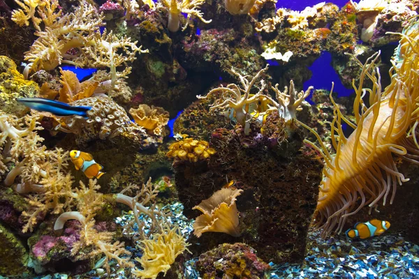 在水族馆的鱼类和珊瑚暗礁 — 图库照片