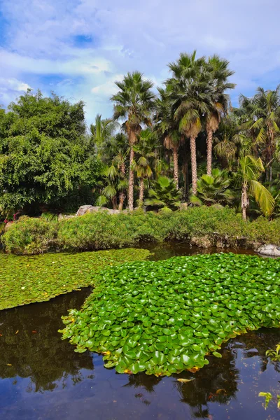 Pond in park at Tenerife - Canary Spain — Stock Photo, Image