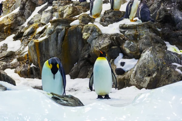 Tučňáci — Stock fotografie