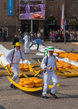 Alkmaar, Hollanda - 28 Nisan 2017: Geleneksel peynir pazarında peynir taşıyıcıları.