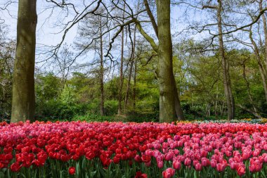 Hollanda 'nın Keukenhof bahçesinde çiçekler - doğa arka planı