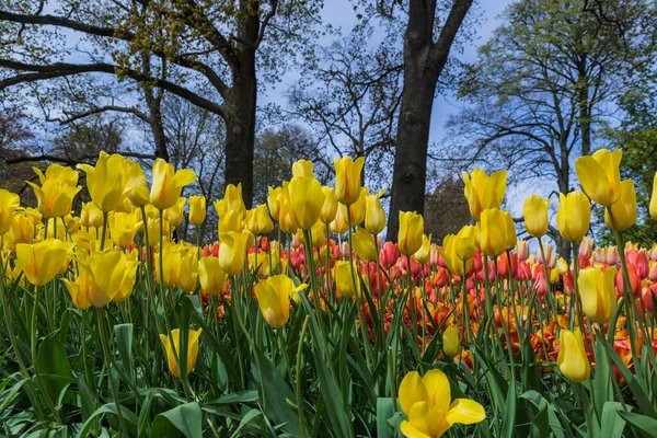 庭の花 オランダのKeukenhof 自然背景 — ストック写真