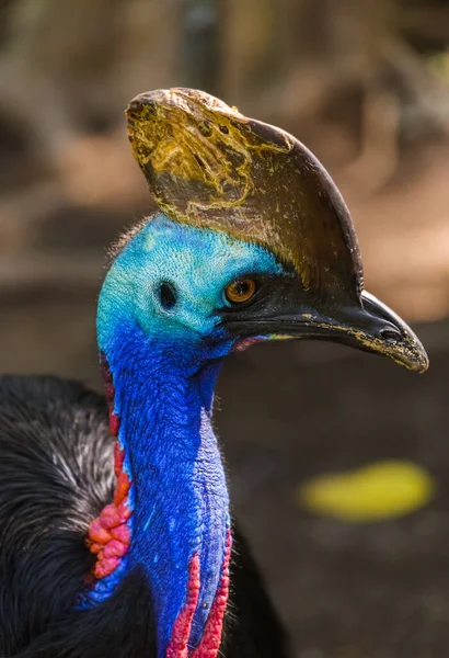 Pasăre Frumoasă Insula Bali Indonezia Fundal Natural — Fotografie, imagine de stoc