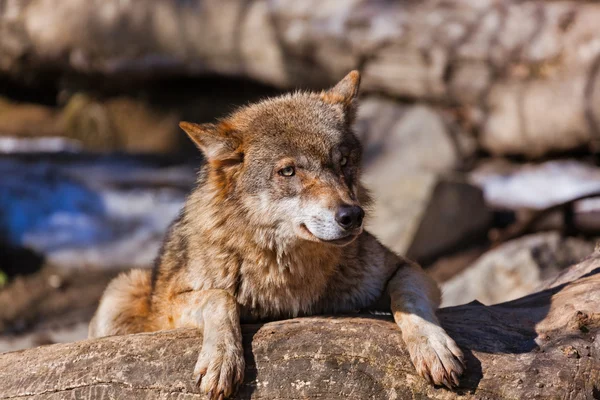 Wolf in park — Stock Photo, Image