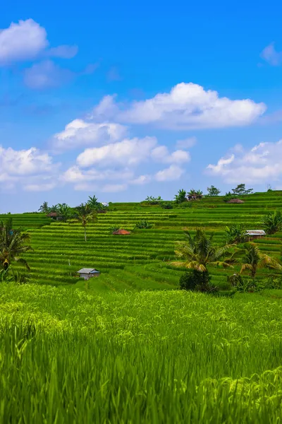 Rizsföldek Bali Szigetén Indonézia Utazás Természet Háttere — Stock Fotó