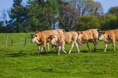 İnekler çim alanda Belçika