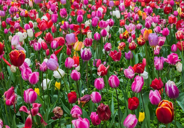 Mångfärgade Blommor Park Natur Bakgrund — Stockfoto