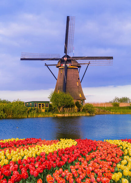 Windmills and flowers in Netherlands - architecture background