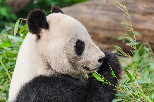 Giant Panda Park Djurens Bakgrund — Stockfoto