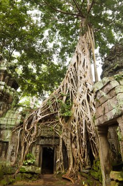 Antik ta prohm veya rajavihara Tapınağı'nda angkor, siem reap, cam