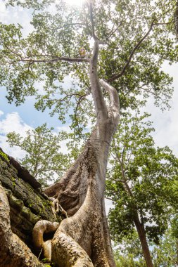 One of the famous big old trees growing in Ta Prohm Temple at An clipart