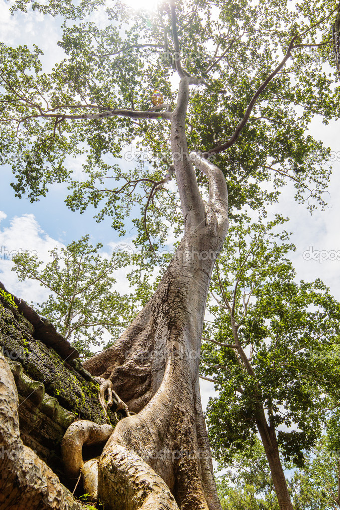 One of the famous big old trees growing in Ta Prohm Temple at An