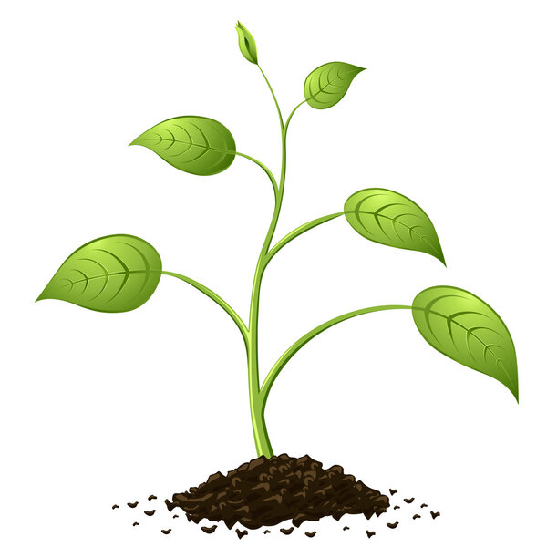 Green spring growing from heap of soil