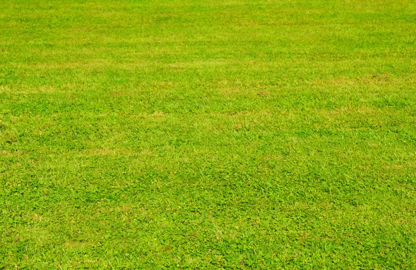 Green grass lawn in sublight background. — Stock Photo, Image