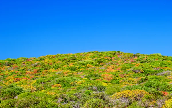 Arbusto anão colorido da ilha de Menorca — Fotografia de Stock