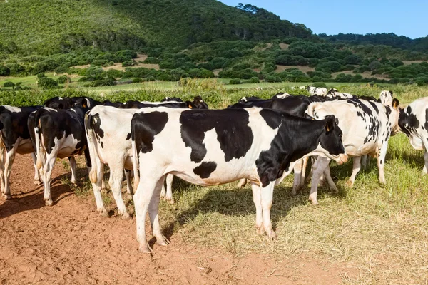 Mandria di mucche al pascolo sul campo nella giornata di sole . — Foto Stock