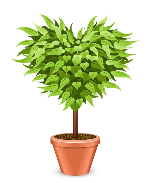 Árbol en forma de corazón en la maceta aislado sobre fondo blanco . — Vector de stock