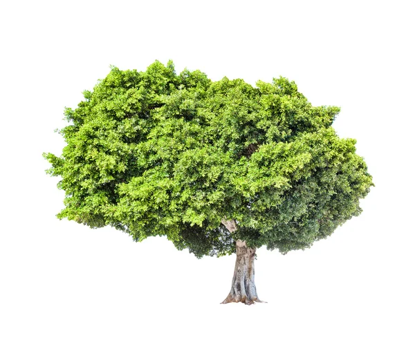 Duży zielony bujny drzewo na białym tle. — Zdjęcie stockowe