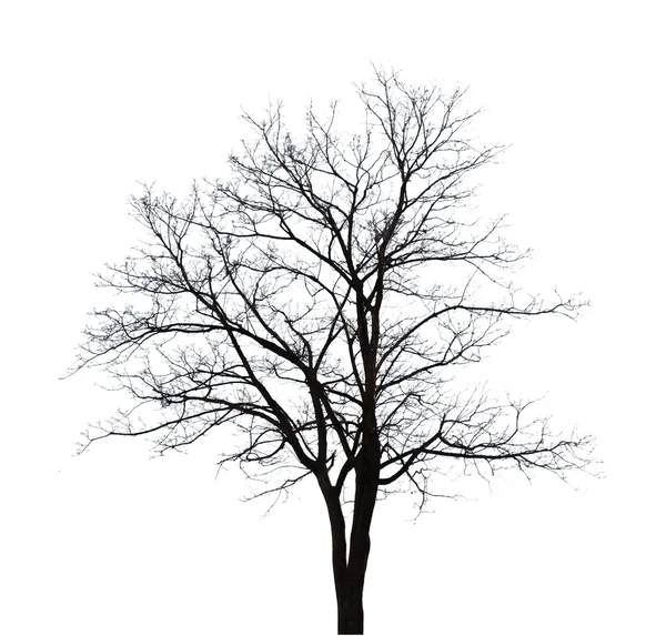 Gołe drzewa kształt na białym tle. — Zdjęcie stockowe