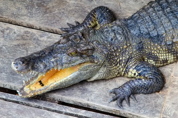 Asiatischer Krokodilkopf mit geöffneten Kiefern. — Stockfoto