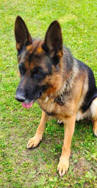 Alman çoban köpeği yeşil çimlerin üzerinde oturur.