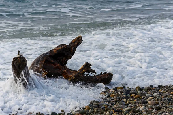 Egy öreg fatörzs a Fekete-tenger homokos partján. Egy öreg száraz fa része a tengerparton egy nyári napon.. — Stock Fotó