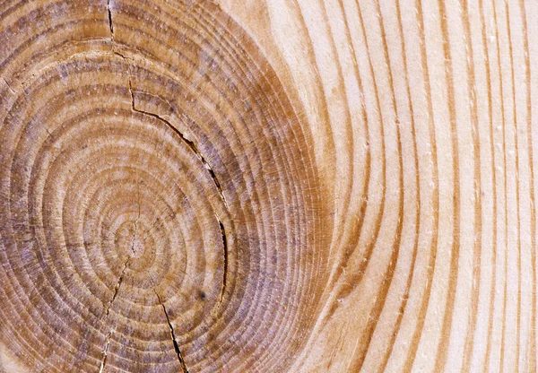 Plank of fresh wood texture with holes, bitches and cracks. Natural fiber pattern close up. Macro shot of wooden boards.