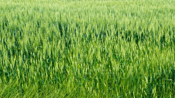 Ladang Gandum Muda Latar Belakang Rumput Hijau — Stok Foto