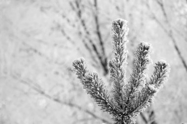 Parlak güneşli çam ormanı içinde belgili tanımlık kar. Çam üst soğuk sabah sonra karda