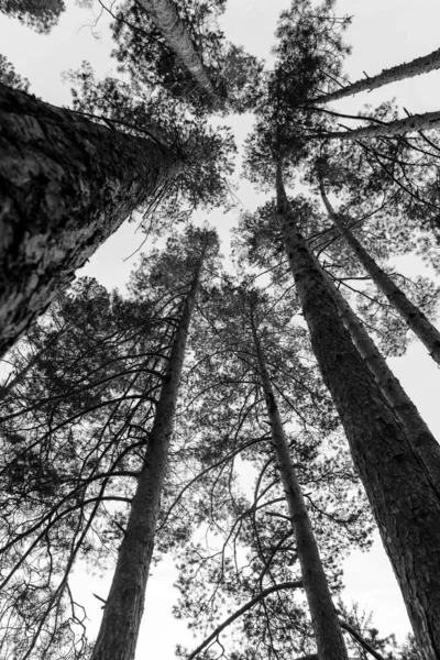 Green Kroner Several Pines Trunks Background Blue Sky — Stock Photo, Image