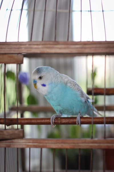 Budgies — Stock Photo, Image