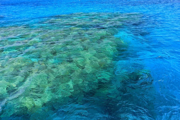 Кораллы Красного моря — стоковое фото