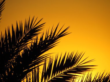 tropik gün batımı